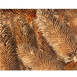 Brush Cones Assorted 10